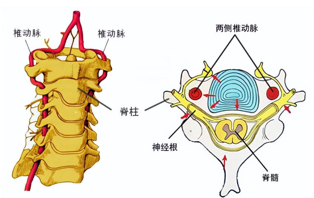 邵陽創(chuàng)傷骨科,邵陽風濕病區(qū),邵陽骨質增生,邵陽關節(jié)病區(qū),邵陽頸椎病區(qū)